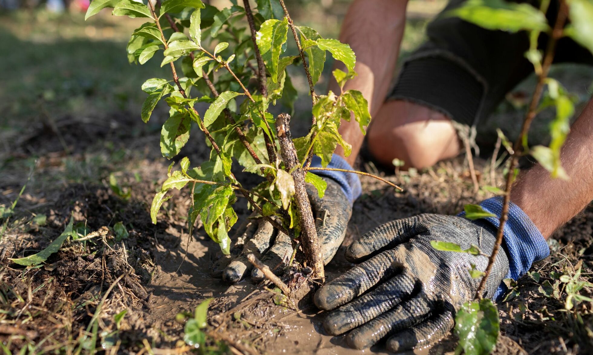 Un Verger pour Noël ! 1ère Plantation Participative du Verger du Parc Fournol le 06 décembre