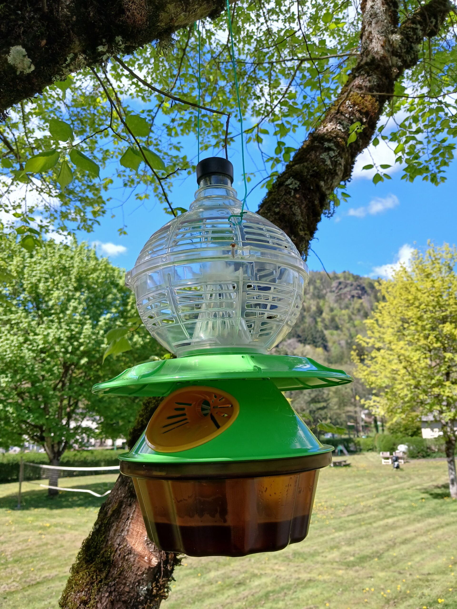 🐝 Pourquoi installer des pièges à frelons à Vic-sur-Cère ?